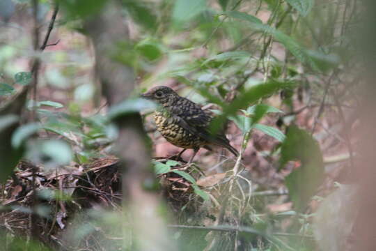 Image of Sri Lanka Scaly Thrush