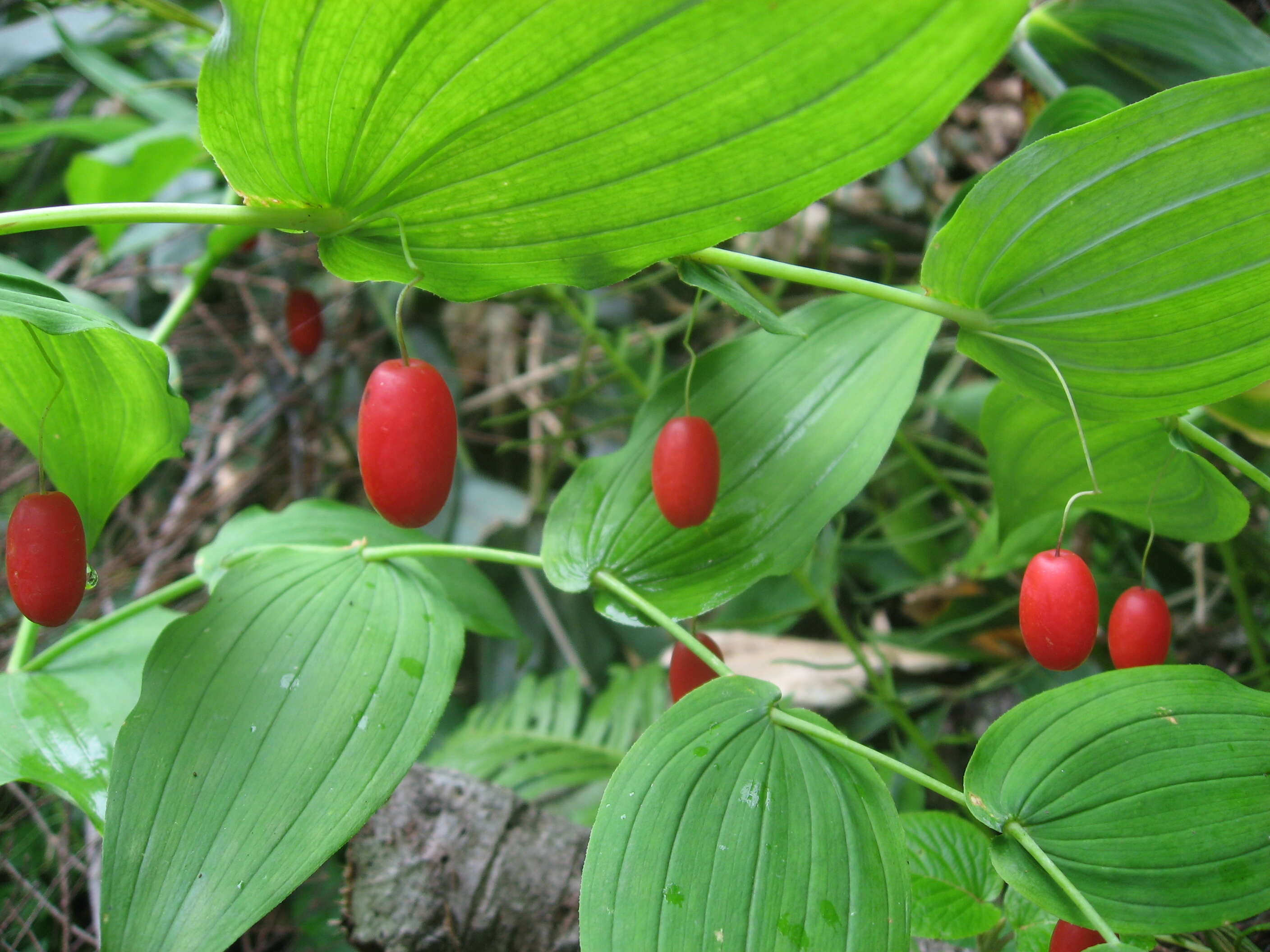 Image of claspleaf twistedstalk