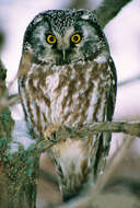 Image of Boreal Owl