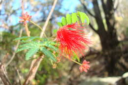 Image of Calliandra peninsularis Rose