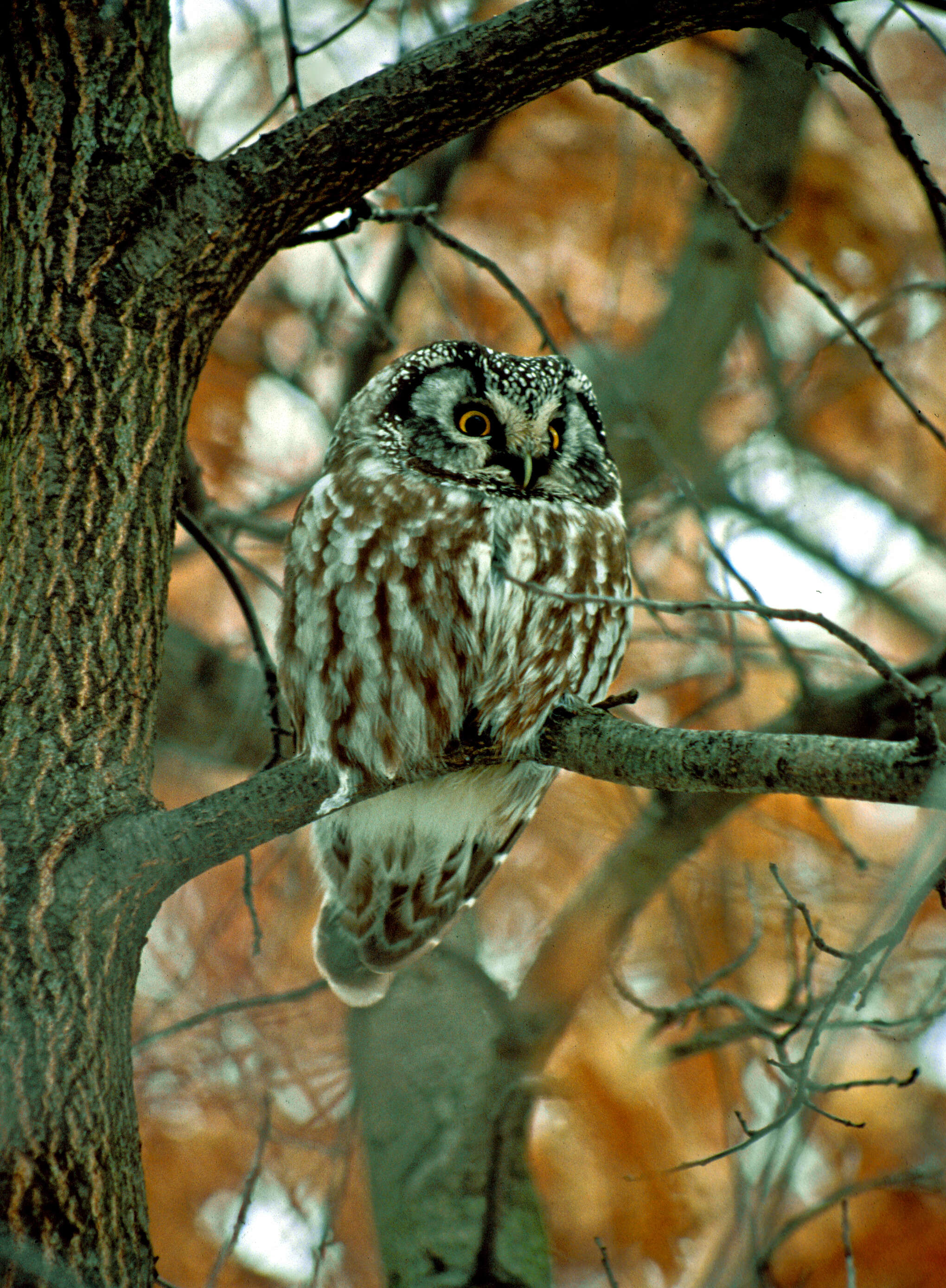 Image of Boreal Owl