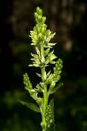 Image of European white hellebore