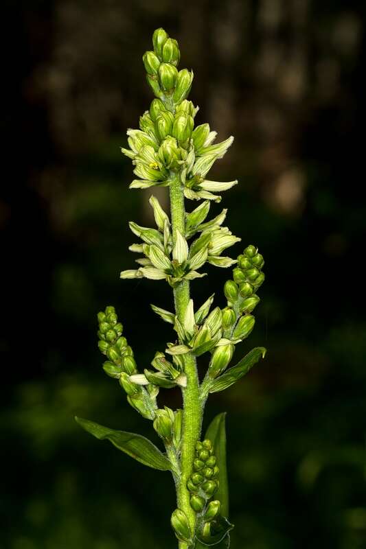 Image of European white hellebore