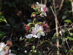 Prunus pogonostyla Maxim.的圖片