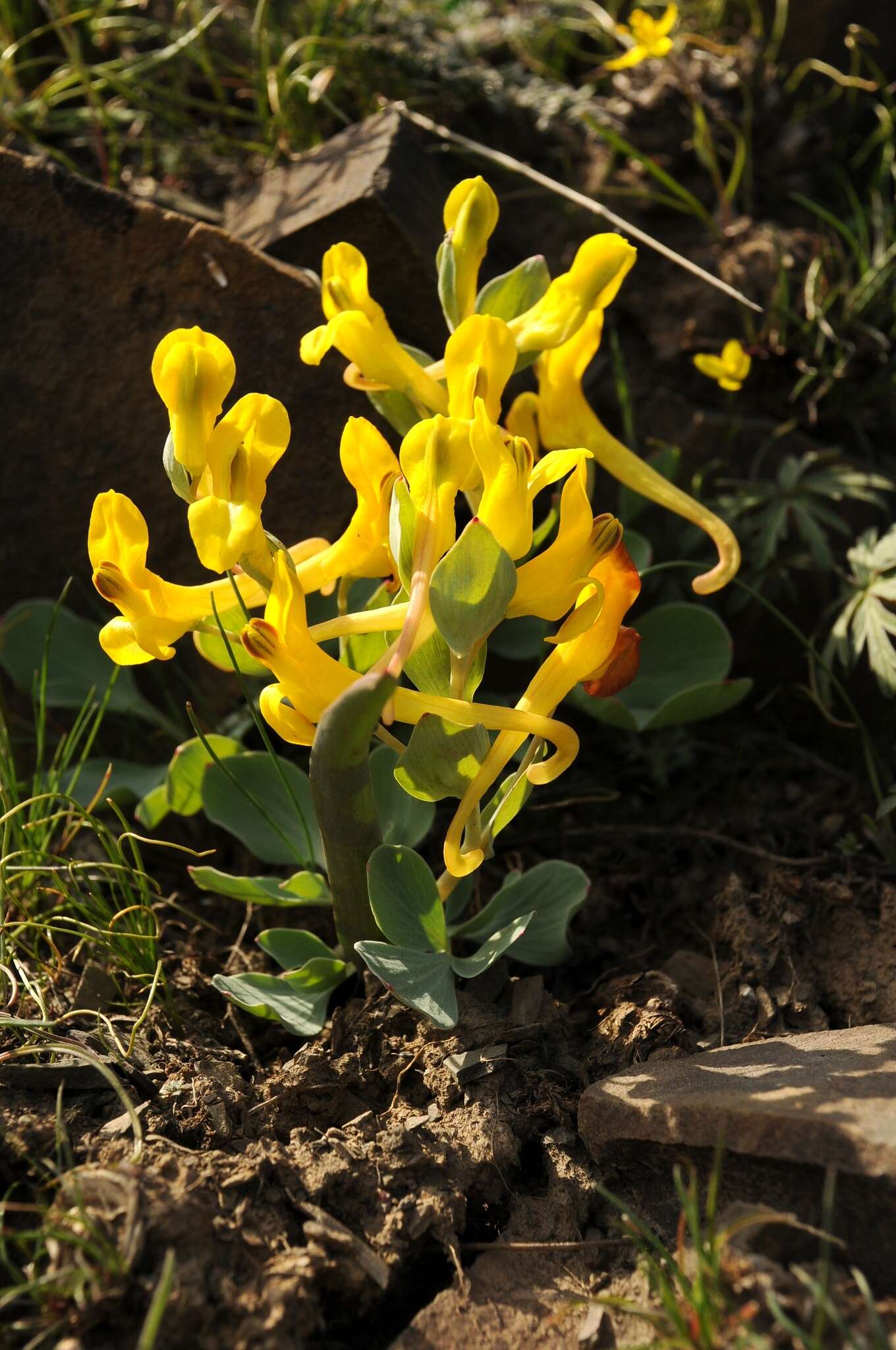 Image of Corydalis sewerzowii Regel