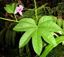 Sivun Ipomoea mauritiana Jacquin kuva