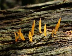 Image of Calocera sinensis McNabb 1965