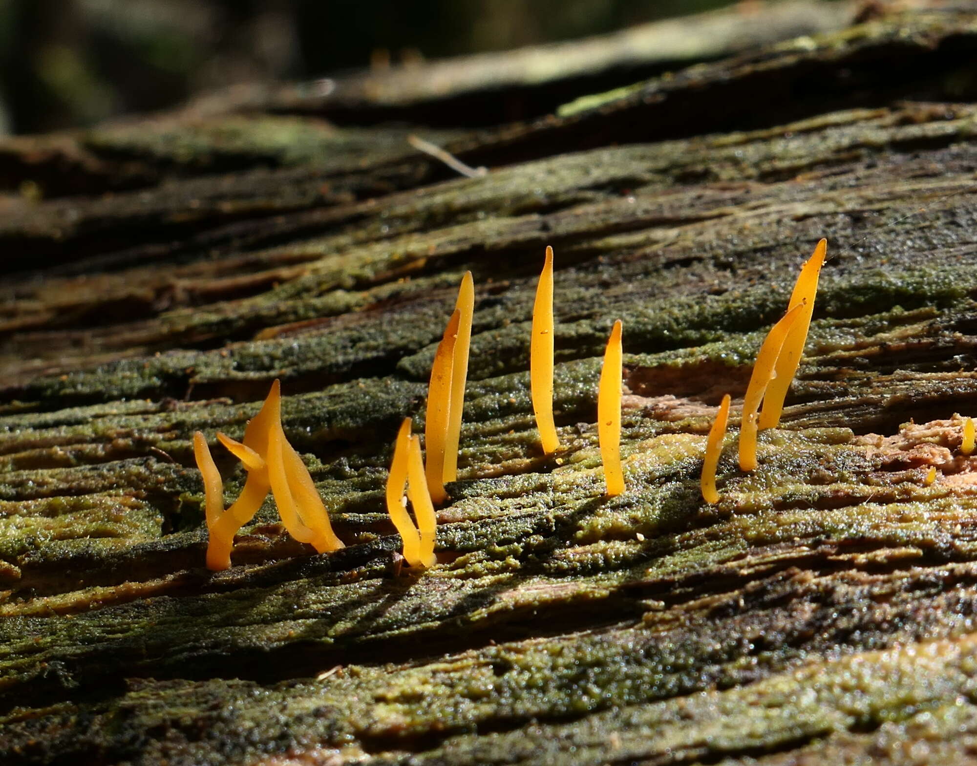 Image of Calocera sinensis McNabb 1965