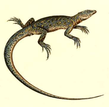 Image of Four-toed Tegu