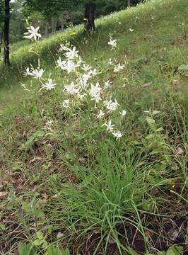 Image of Branched St Bernard's lily