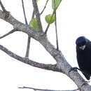 Image of Golden-sided Euphonia