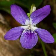 Image of common dog-violet