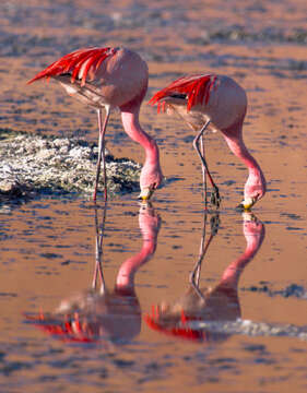 Image of James's Flamingo