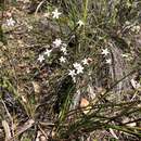 Image of Philotheca angustifolia subsp. angustifolia