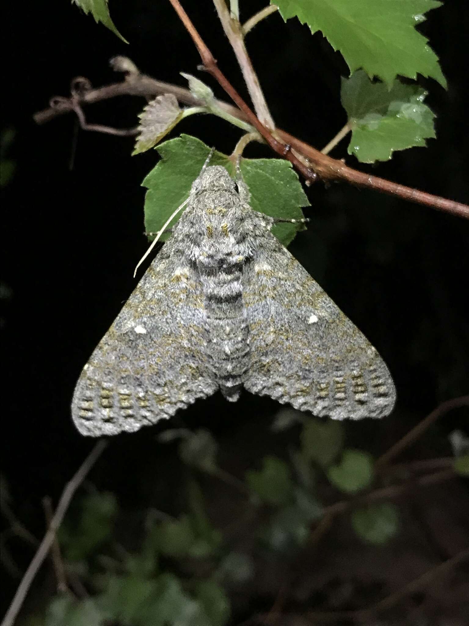 Image of Muscosa Sphinx