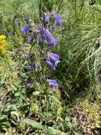 Image of Apache beardtongue