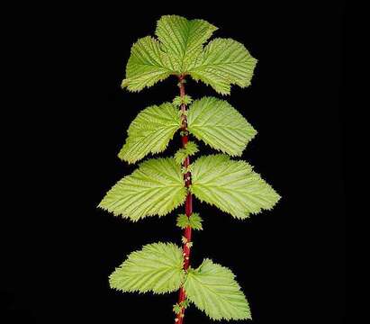 Plancia ëd Filipendula ulmaria (L.) Maxim.