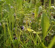 Image of Ground ivy