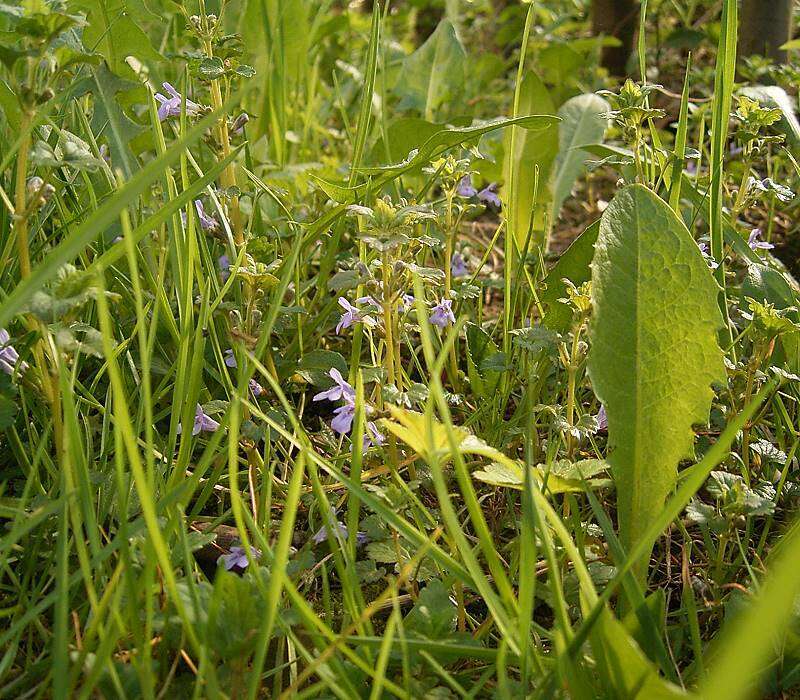 Image of Ground ivy