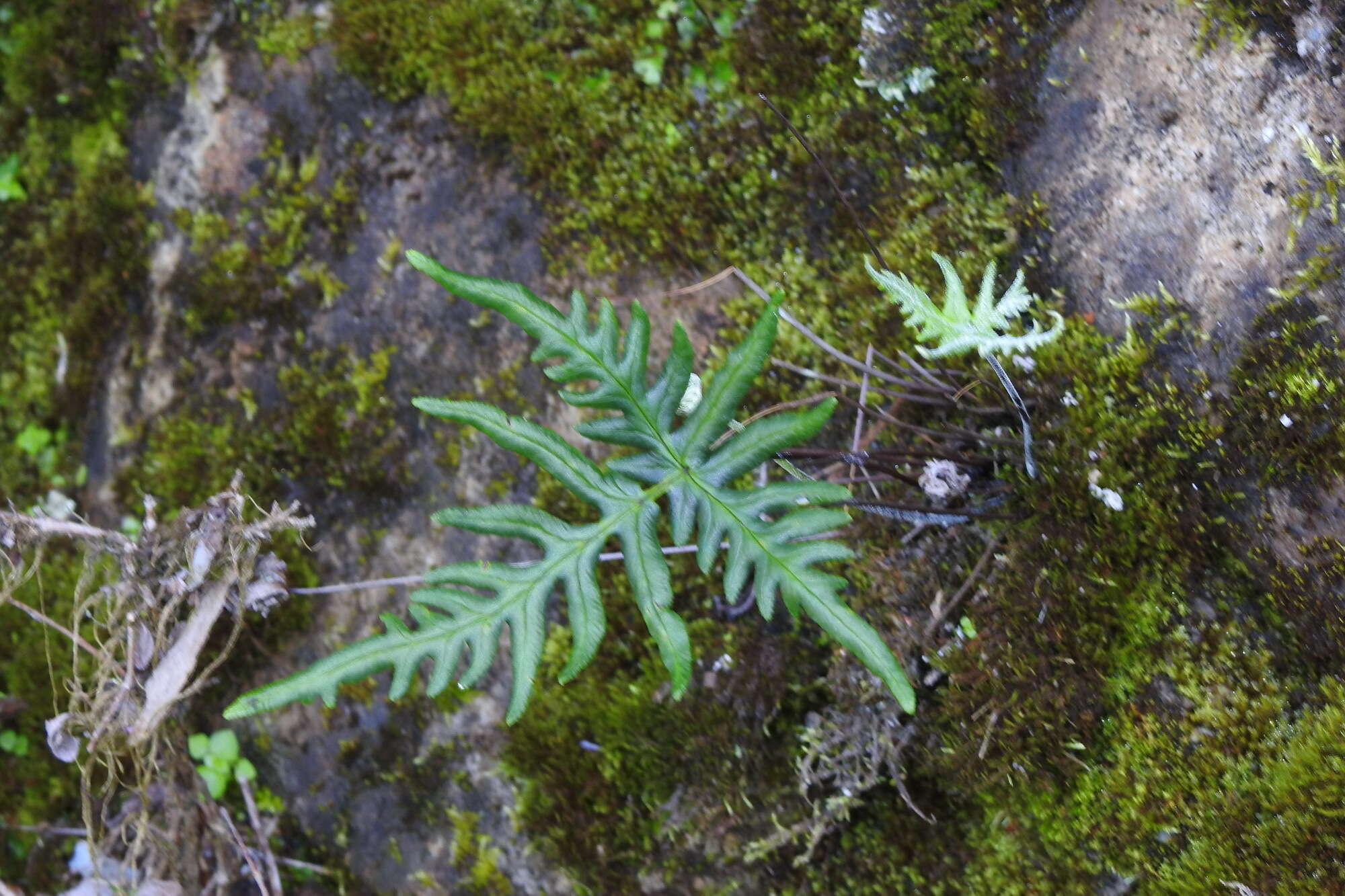 Image of Aleuritopteris argentea (S. G. Gmel.) Fée