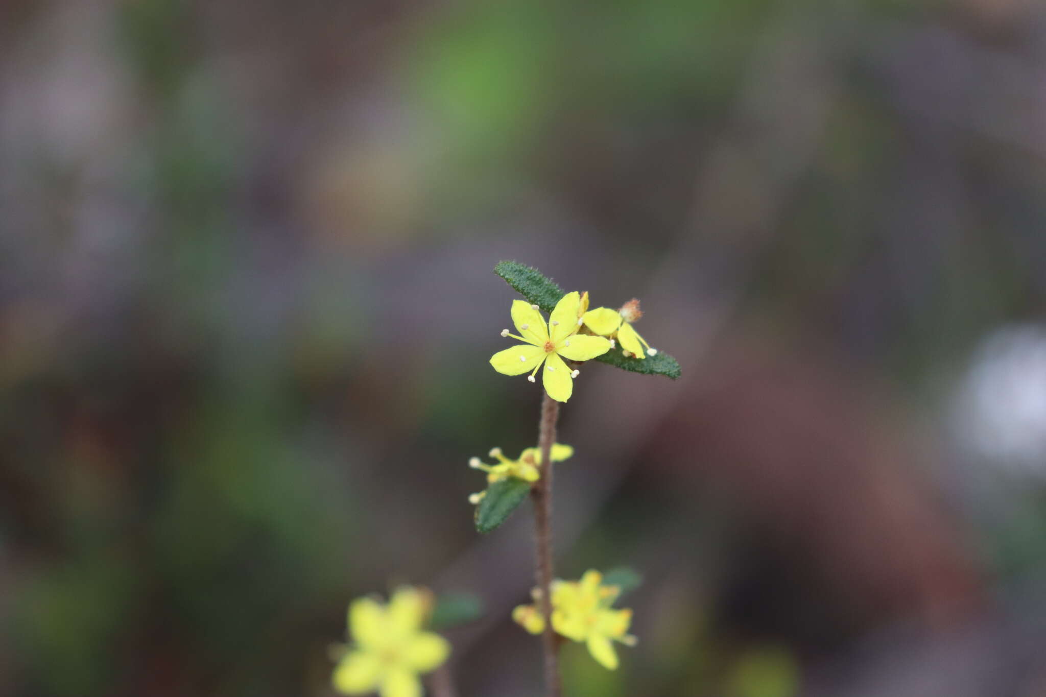 Слика од Asterolasia muricata J. M. Black