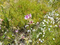 Image of Pelargonium cucullatum subsp. cucullatum