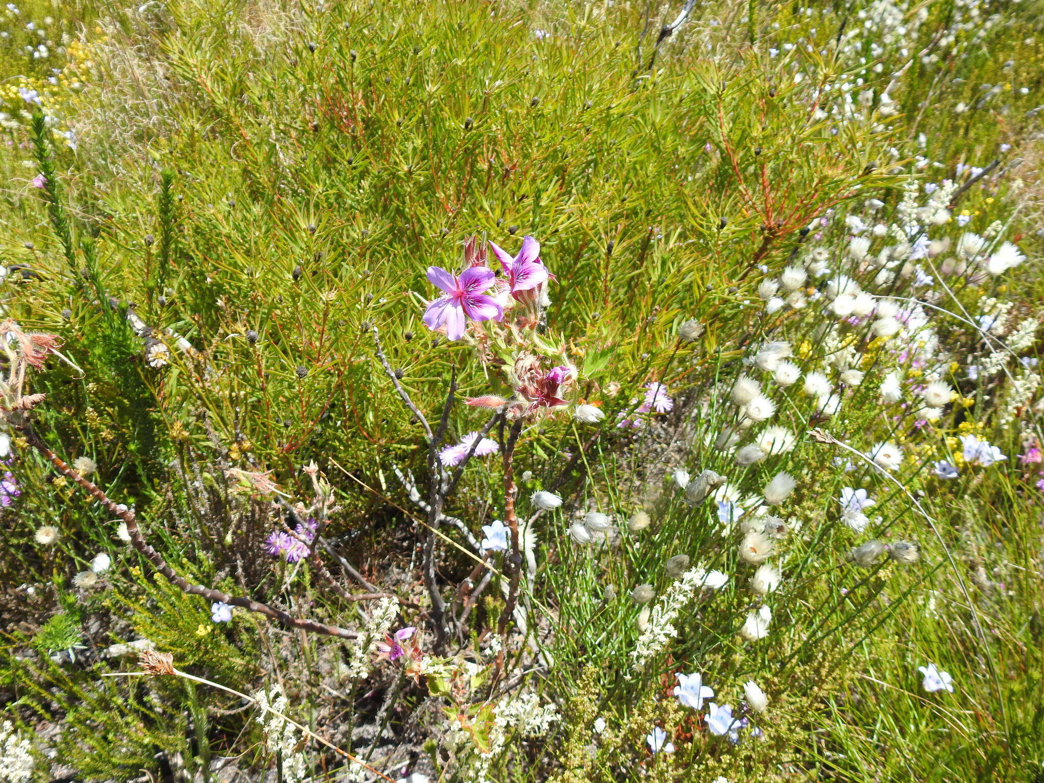 Слика од Pelargonium cucullatum subsp. cucullatum