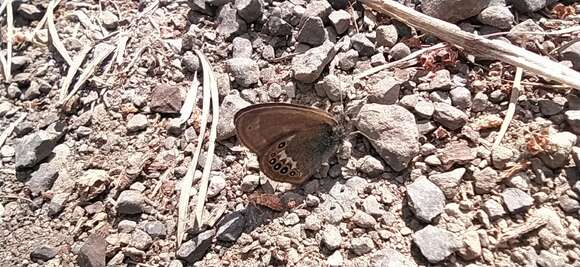 Image of scarce heath