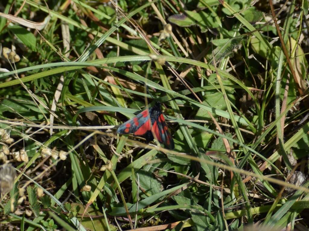 Image of six-spot burnet