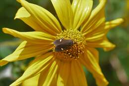 Image de Aclytia heber Cramer 1782