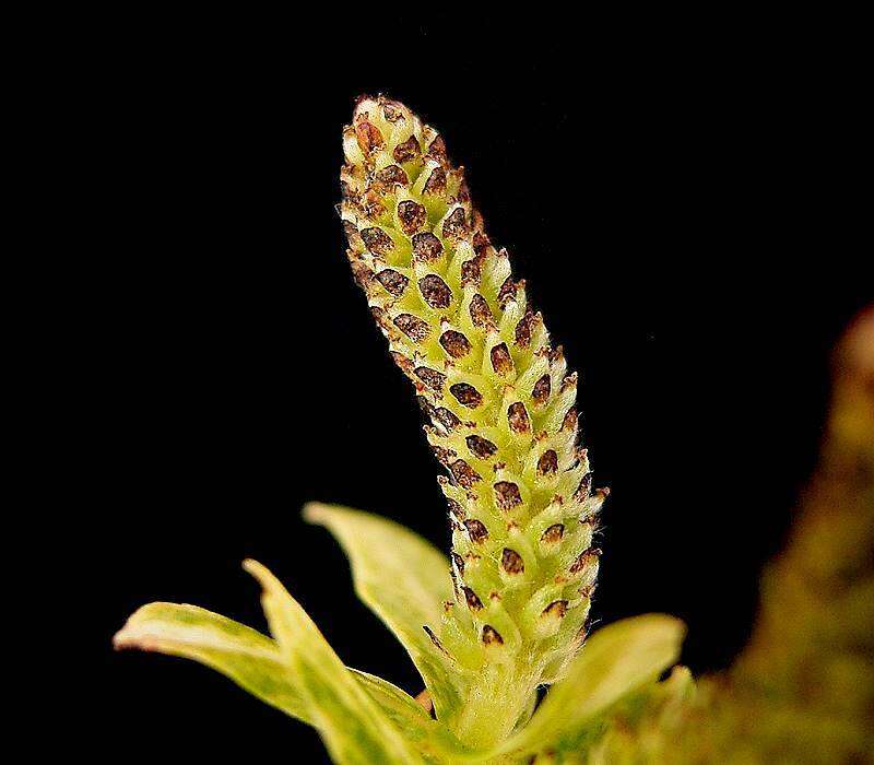 Image of Salix integra Thunb.