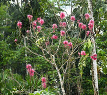 Image of Amazon coral tree