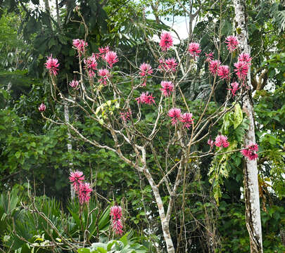 Слика од Erythrina amazonica Krukoff