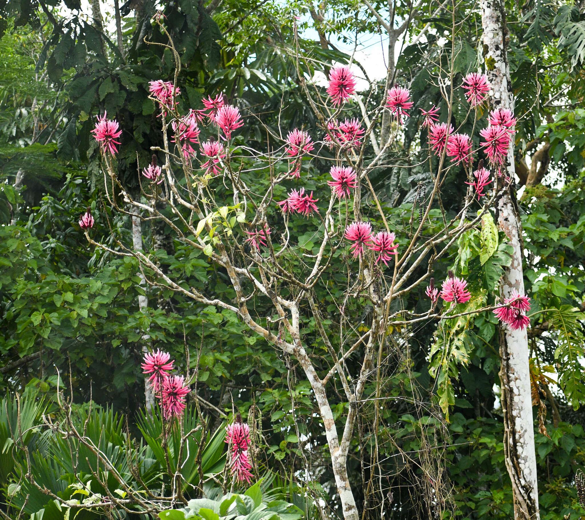 Image of Amazon coral tree