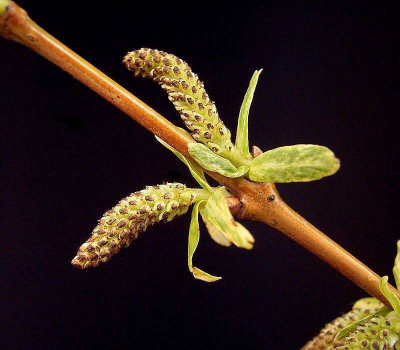 Image of Salix integra Thunb.