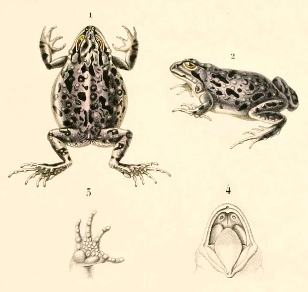Pleurodema marmoratum (Duméril & Bibron 1840)的圖片