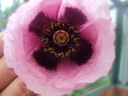 Imagem de Papaver setigerum DC.