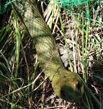 Image of Montpellier Snake