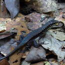 Image of Red-legged Girdled Lizard