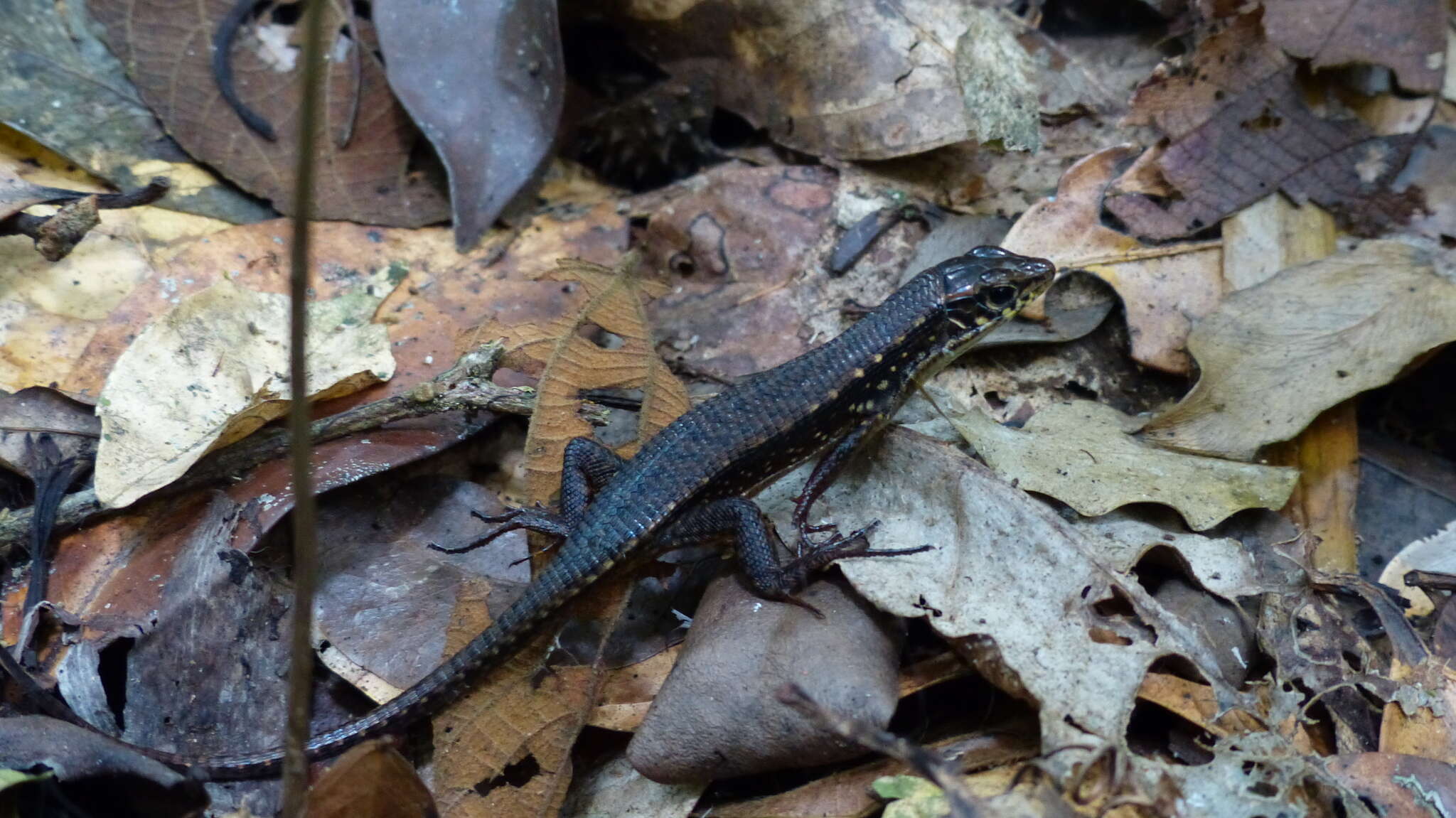 Image of Red-legged Girdled Lizard