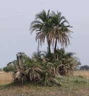 Image of Senegal date palm