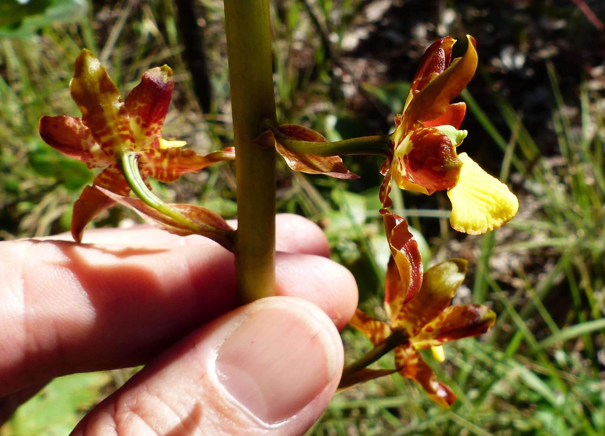 Image of Cyrtopodium eugenii Rchb. fil. & Warm.