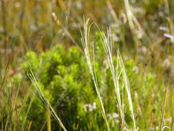 Image of Stipa austroitalica Martinovský