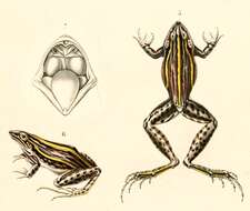 Слика од Leptodactylus gracilis (Duméril & Bibron 1840)