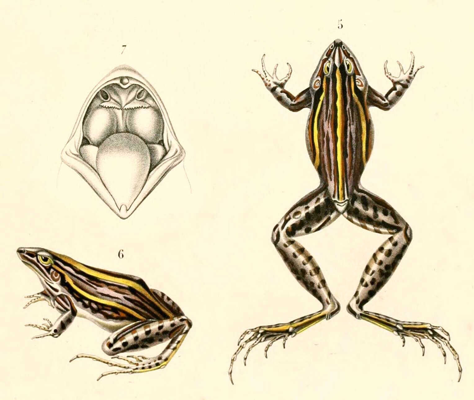 Image of Leptodactylus gracilis (Duméril & Bibron 1840)