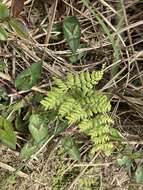 Image of Dennstaedtia zeylanica (Sw.) Zink ex Fraser-Jenkins & Kandel