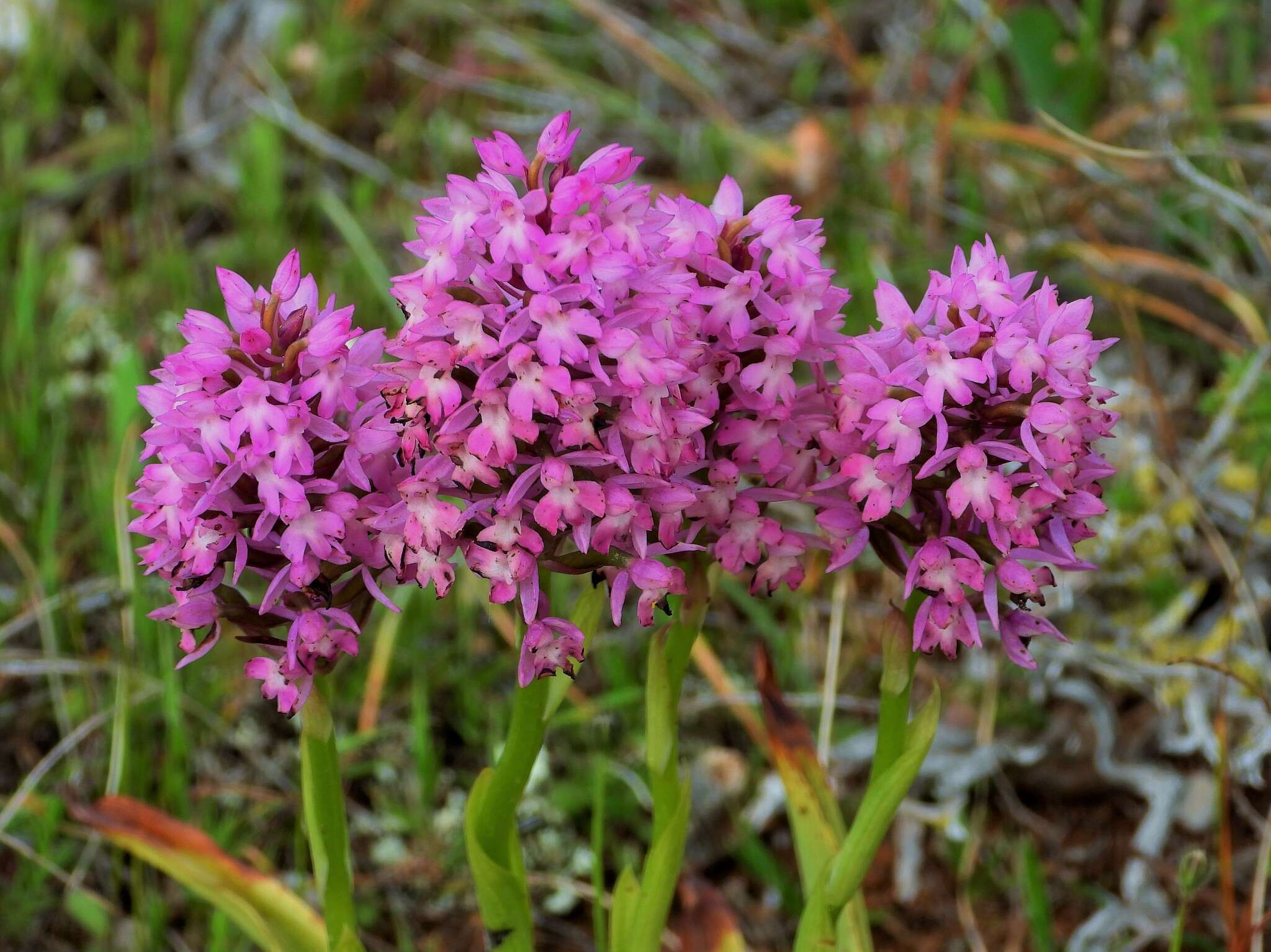 صورة Anacamptis pyramidalis var. urvilleana (Sommier & Caruana) Schltr.