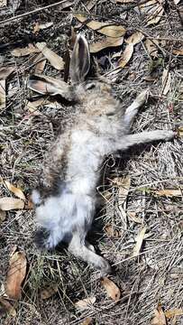 Image of White-sided Jackrabbit