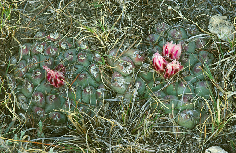 Image of Thelocactus rinconensis subsp. rinconensis