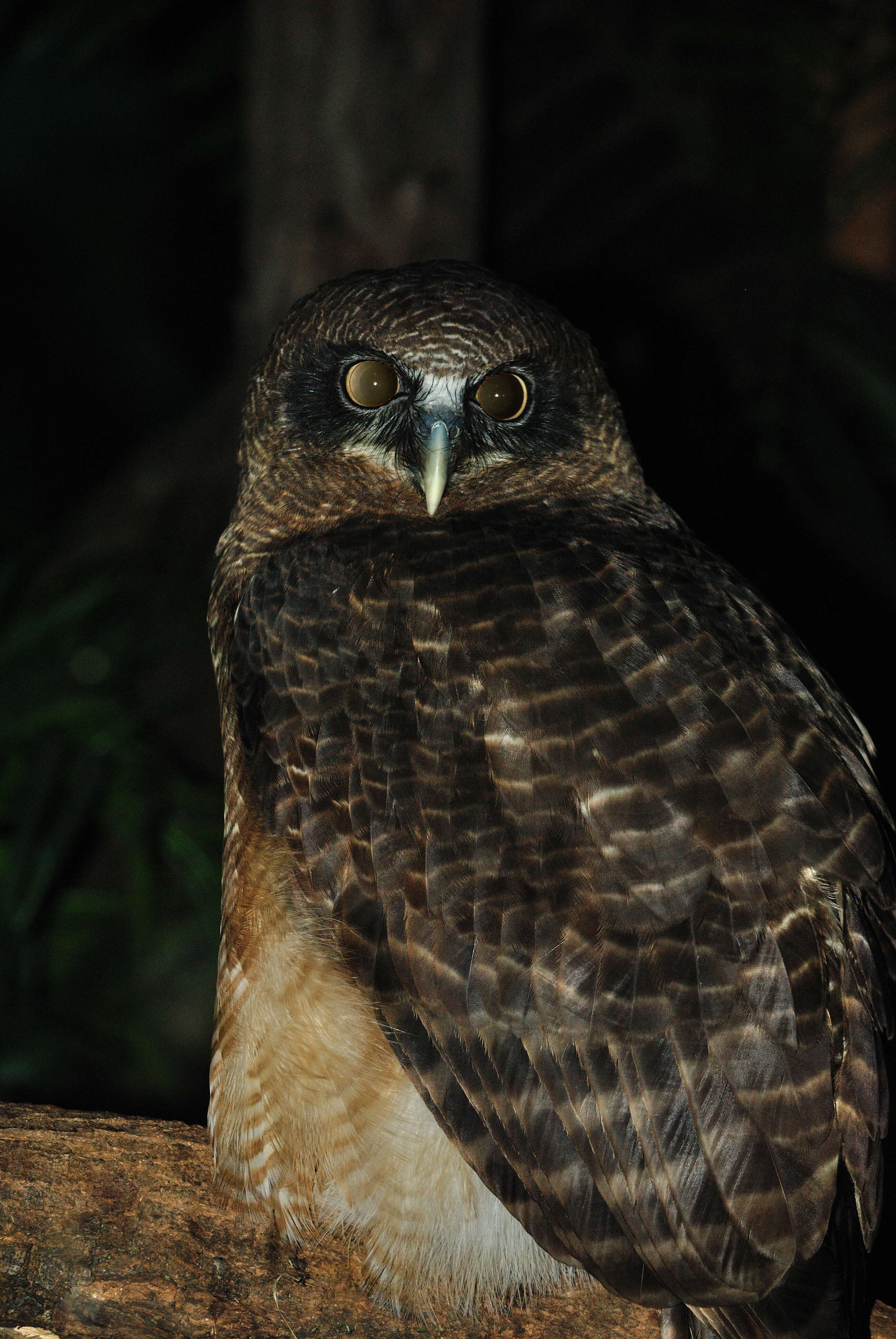 Image of Rufous Boobook